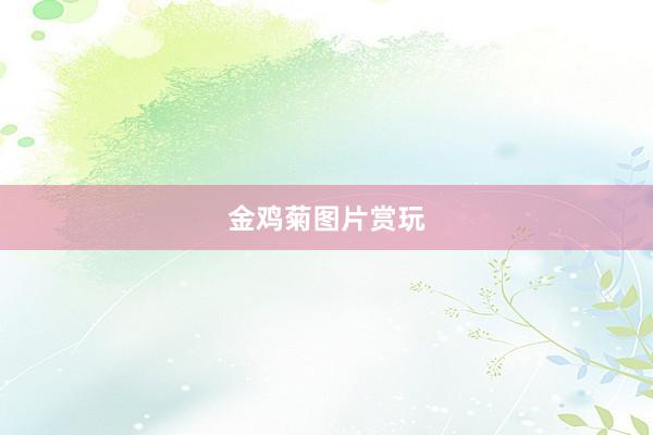金鸡菊图片赏玩